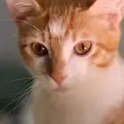 قطط ثنين ذكور برتقاليين مهجنين الأم سكوتش و الأب بلدي العمر