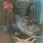 دجاج فارسي قزم