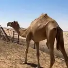جمل خصي