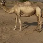 ناقة ملاقي
