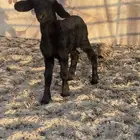 داغور للبيع