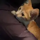 قطة للتبني عمر شهرين