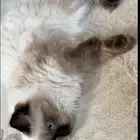 قطة هملايا لتزاوج مجانا