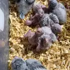 كنيور وكويكر وفشري