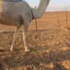 ضروبه رمانيه ام ثالث