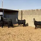 للبيع معزا عوارض صنف ا