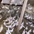 حمام فرنسي عشه