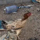 دجاج باكستاني