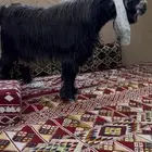 تيس عارضي خصم