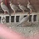 قهبي للبيع ذكر مع 4 اناث