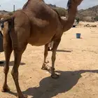 ناقه حمر ساحليه لقحه