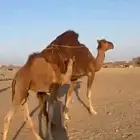 خلفه ساحليه مصغر