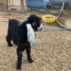 تيس عارضي فحل