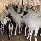 جفار بيشيات صنف تأسيس مراح