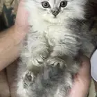 قطط للبيع