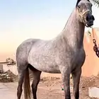 فرس شعبيه