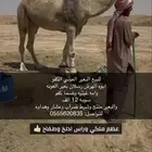 للبيع الفحل الكفو