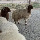 طليان نعيم جذعان مغلقه شحم