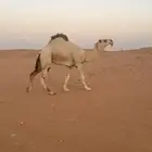 بعير ساسه تمامي