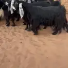 معزاء عوارض صنف ومقاني طيبه