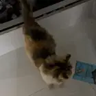 قطوه شيرازيه كالكيو