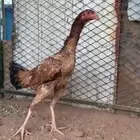 البيع دجاجه باكستاني