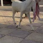 عرض بيع تيس مشروع فحل