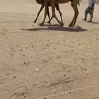 الابل الصفر الكفو منوة القناي