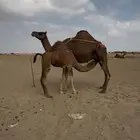 ساحليه حمراالعشراء تحتها بكره