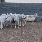 غنم بذن الله دفيع آخر وحده مقروعه قبل يوم