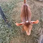 تيس يرضع من المعزا وشرط للبيع