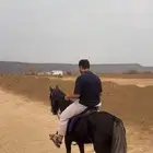 حصان عربي باوراق سليم شرط الحصان مرشوش اسود