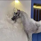 حصان واهو و  البيع شعبي