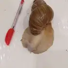 حلزون افريقي كبيير