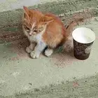 قطه لتبني