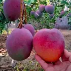 تقليم وتطعيم واشراف واستثمار مزراع المانجو والفواكه