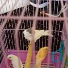 طبات كناري العدد ثلاثه واحد منها مطر بش