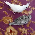 فروخ كروان العدد اثنين البينو عيون حمر هولندي طفره