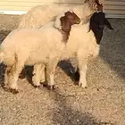 نعيمه والد توم خاروف ورخله عمرهم 4 أشهر