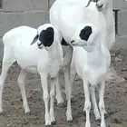 بربرية والد توم رخال عمرهم 6 أشهر