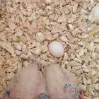 فروخ كروان العدد 2 اضافه صور جديده