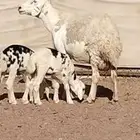 حريه حرش والد توم خاروف ورخله روم وسلم