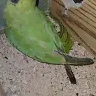 دورة هندية
