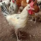 دجاج وديوك بلدي فواتح ومشكل