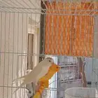 جوز كناري الذكر ما شاء الله تبارك الله