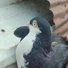ذكر جلستر قلاب