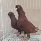 للبيع جوز حمام