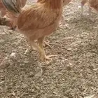 دجاج بشاير الوان فواتح ومشكل