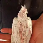 فروخ كروان هولندي