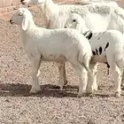 حريه والد توم خرفان عمرهم 3 أشهر